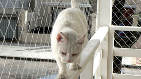 Pet protection - window safety net