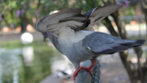 Bird protection net